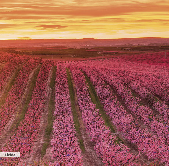 A0341 2025SOBREMESA CATALUNYA10