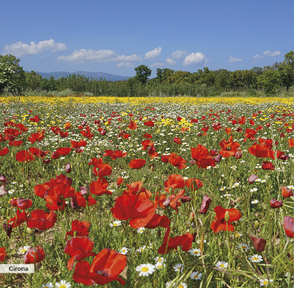 A0341 2025SOBREMESA CATALUNYA7