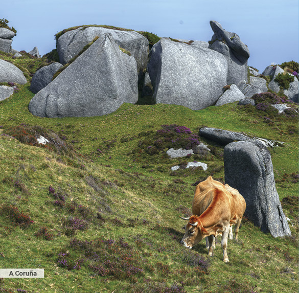 A0343 2025SOBREMESA GALICIA9