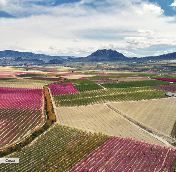 A0348 2025SOBREMESA MURCIA10