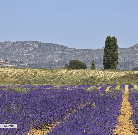 A0348 2025SOBREMESA MURCIA7