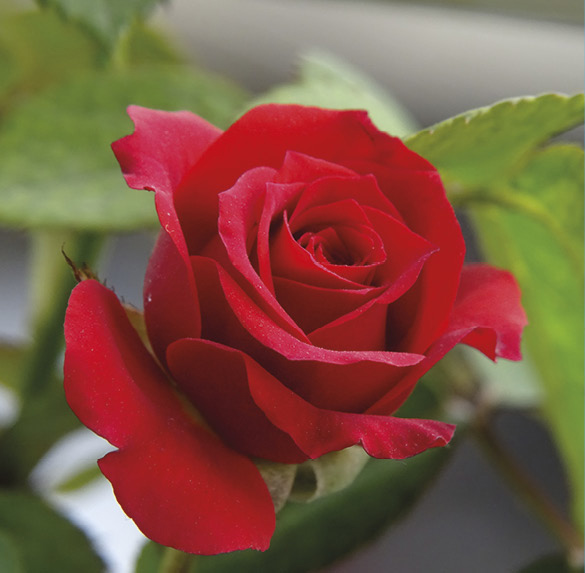 A0322 2025SOBREMESA FLORES11