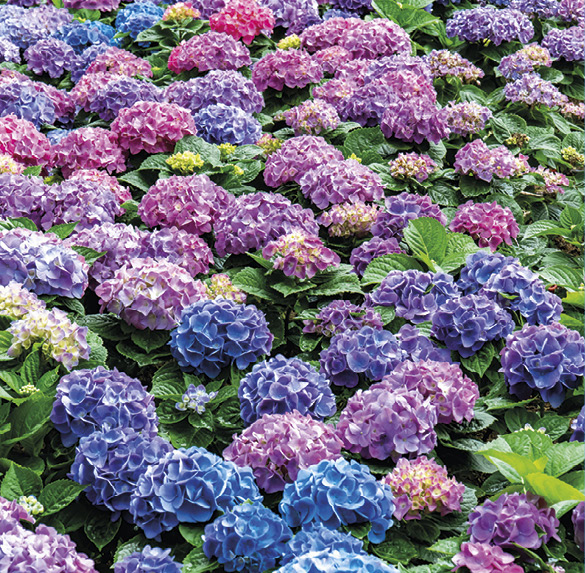 A0322 2025SOBREMESA FLORES4