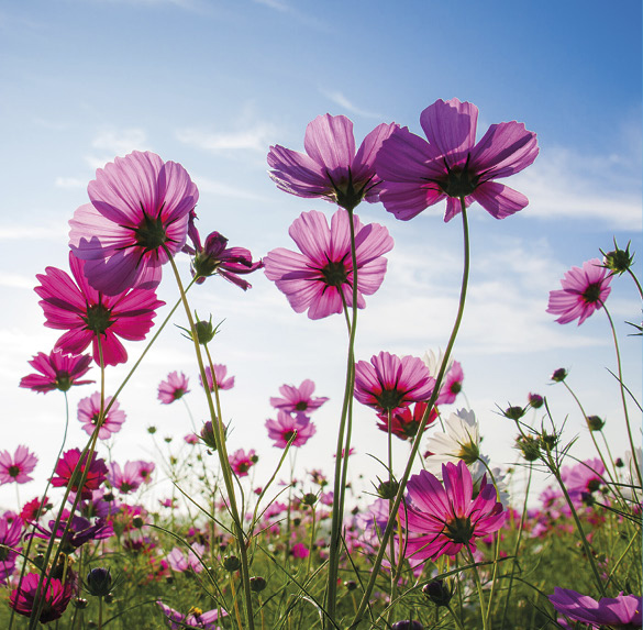 A0322 2025SOBREMESA FLORES6